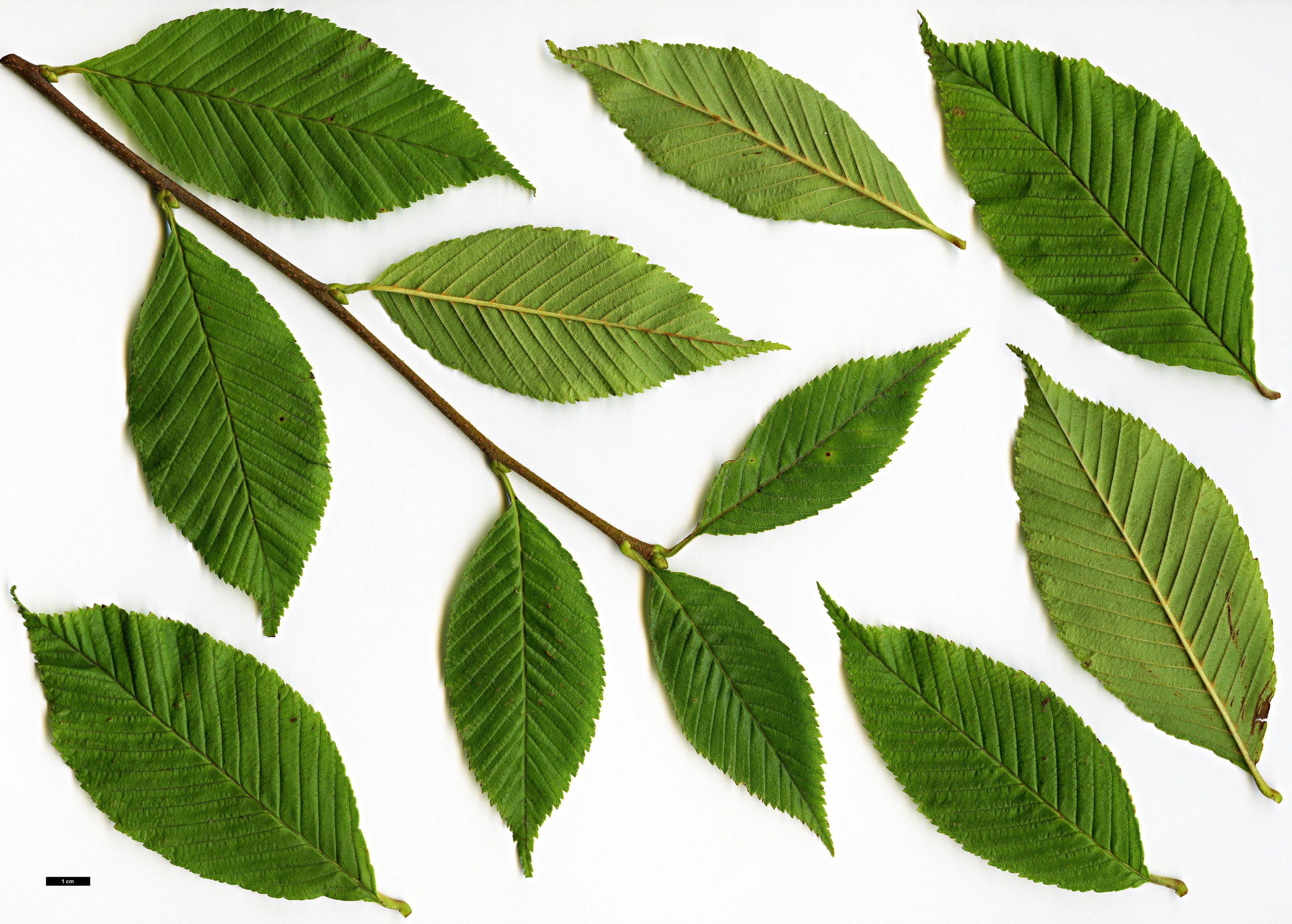 High resolution image: Family: Rosaceae - Genus: Sorbus - Taxon: meliosmifolia High resolution image: Family: Rosaceae - Genus: Sorbus - Taxon: meliosmifolia